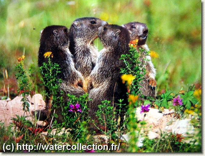 Diapositive suivante