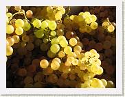 2007-09-29_08-47-16_CanonA95_78,1mm_1_400_eme * 2592 x 1944 * (2.45MB)