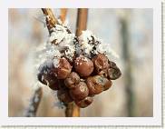 2007-12-22_13-21-22_DimageA2_170,0mm_1_640_eme * 2560 x 1920 * (2.52MB)