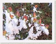 2007-12-26_16-16-49_CanonA95_78,1mm_1_160_eme * 2592 x 1944 * (3.04MB)