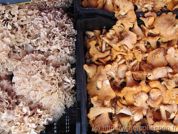 2006-08-08_10-36-33_aout_46,3mm_1_250_eme_Canon 