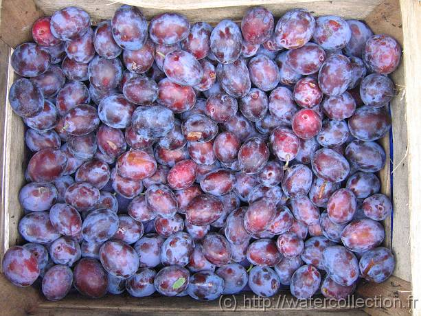 2006-08-08_10-55-59_aout_37,6mm_1_200_eme_Canon 