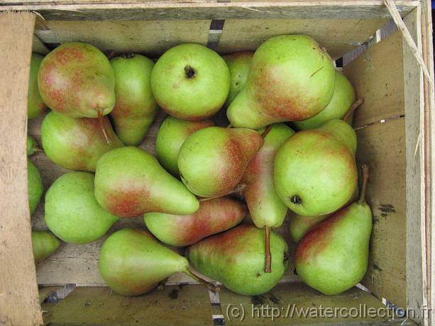 2006-08-08_10-56-17_aout_37,6mm_1_500_eme_Canon 